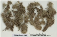 藏品(泥炭苔屬)的圖片